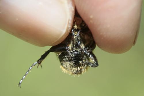 Trichius sp.